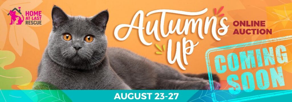 auction grey cat