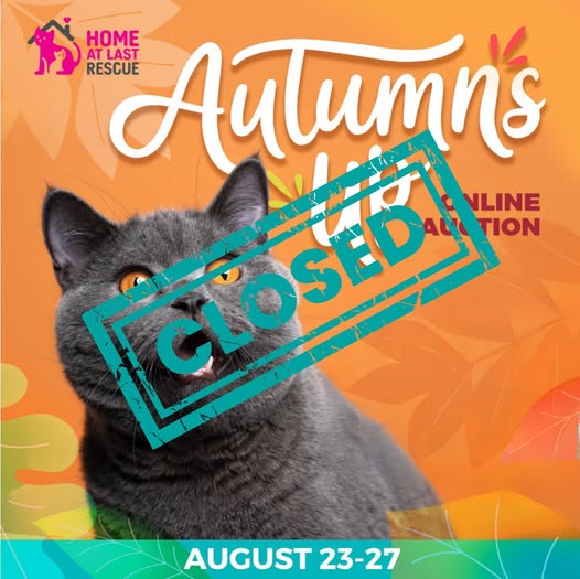 cat auction clsoed
