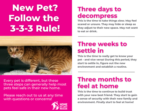 333 cat adoption